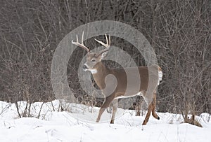 A White-tailed deer buck standing in the winter snow in Canada