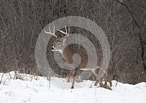 A White-tailed deer buck standing in the winter snow in Canada