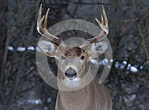 A White-tailed deer buck standing in the winter snow in Canada