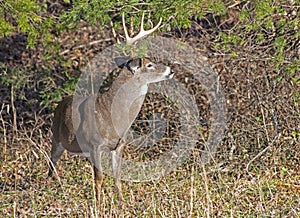 A White Tailed Deer Buck stands watching in rutting season.