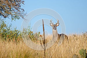 White-tailed Deer Buck, Texas Hill Country