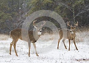 A white-tailed deer buck about to fight with another buck during the rut in the early morning autumn light