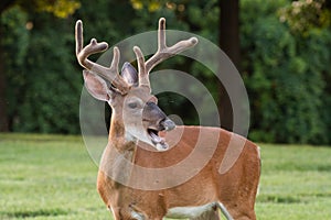 White-tailed deer buck with velvet antlers