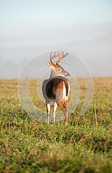 White-tailed deer buck with velvet antlers