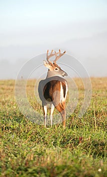 White-tailed deer buck with velvet antlers