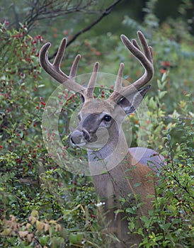 A White-tailed deer buck with velvet antlers looking out from the bushes on an early morning in summer in Canada