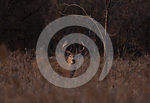 A White-tailed deer buck walking through the meadow during the autumn rut in Canada