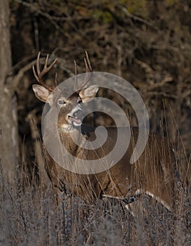 A White-tailed deer buck walking through the meadow during the autumn rut in Canada