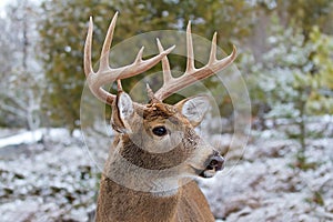 White-tailed deer buck