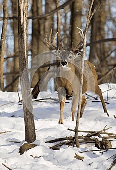 White-tailed deer buck in winter with tree rubs