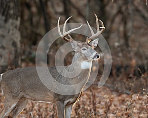 White-tailed deer buck in the woods photo