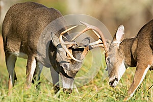 White-tailed deer bucks