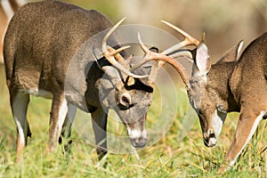 White-tailed deer bucks