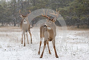White-tailed deer bucks