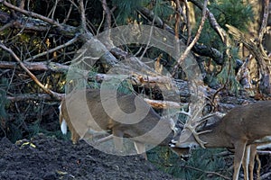 White-tailed Deer Bucks Joust  818126