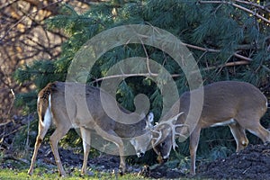 White-tailed Deer Bucks Joust  818137