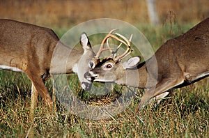 White Tailed Deer Bucks Sparring photo