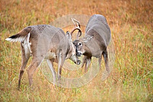 White-tailed deer bucks sparring