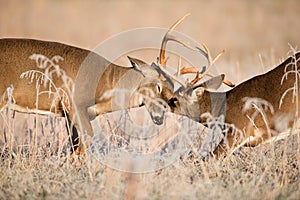 White-tailed deer bucks sparring