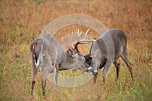 White-tailed deer bucks sparring