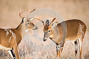 White-tailed deer bucks sparring