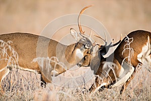 White-tailed deer bucks sparring