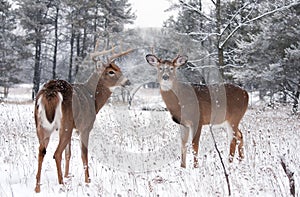 White-tailed deer bucks in winter