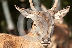 White-tailed deer closeup looking at camera