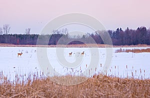 White Tailed Deer crossing a frozen marsh in winter