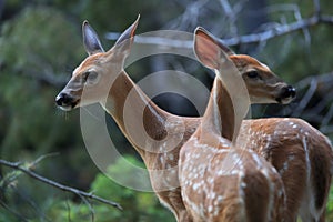 white-tailed deer cub Glacier National Park, Montana,USA