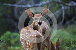 white-tailed deer cub Glacier National Park, Montana,USA