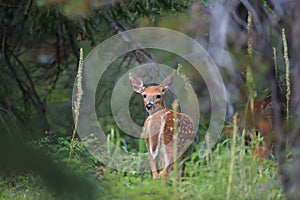 white-tailed deer cub Glacier National Park, Montana,USA