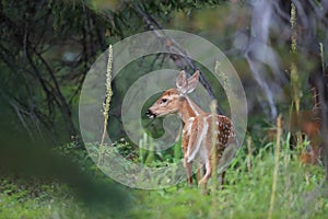 white-tailed deer cub Glacier National Park, Montana,USA