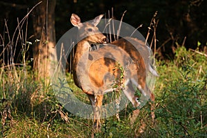 White-tailed deer doe