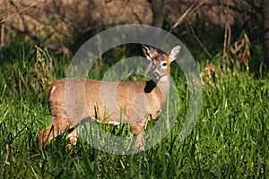 White-tailed Deer Doe