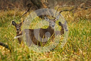 White-tailed Deer Doe