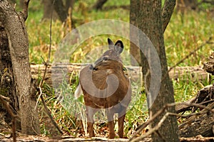 White-tailed Deer Doe