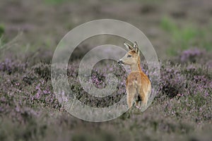 White-tailed Deer Doe