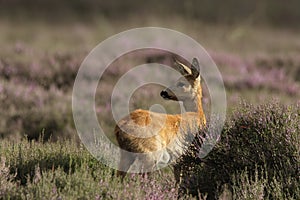 White-tailed Deer Doe