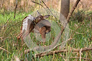 White-tailed Deer doe