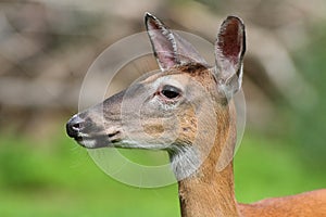 White-tailed Deer Doe