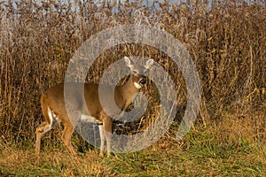 White-tailed deer doe