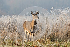 White-tailed deer doe