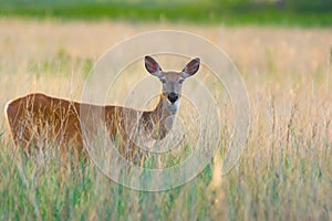 White-tailed Deer Doe