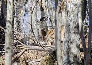 White-tailed Deer doe camo in woods at quota hunt