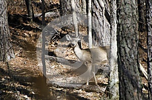 White-tailed Deer doe camo in woods at quota hunt