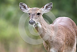 White-tailed Deer doe close up portrait