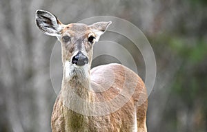 White-tailed Deer doe close up portrait