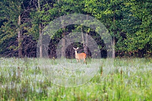 White-tailed deer, doe, on the edge of a wooded part of Bald Knob