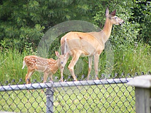 White-tailed deer doe and fawn browsing on leaves
